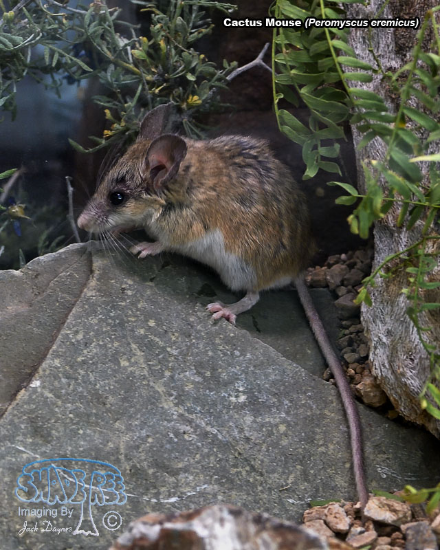 Cactus Mouse - Peromyscus eremicus