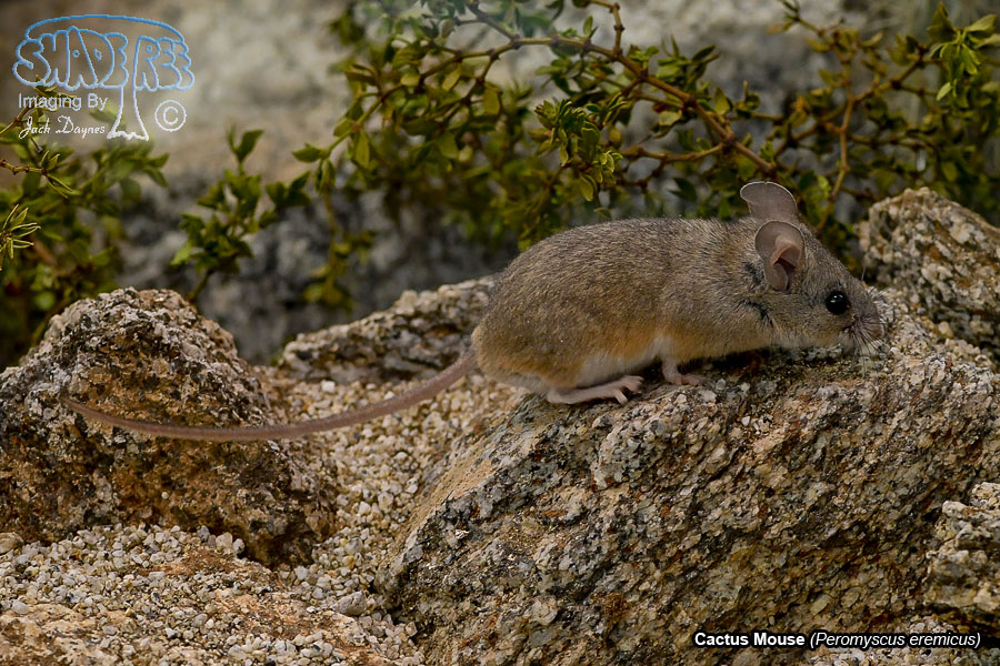 Cactus Mouse - Peromyscus eremicus