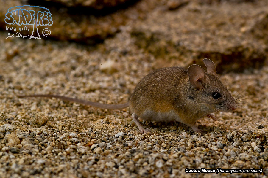 Cactus Mouse - Peromyscus eremicus