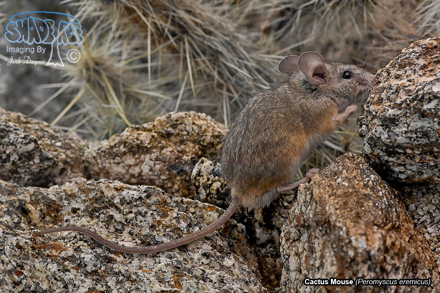 Cactus Mouse - Peromyscus eremicus