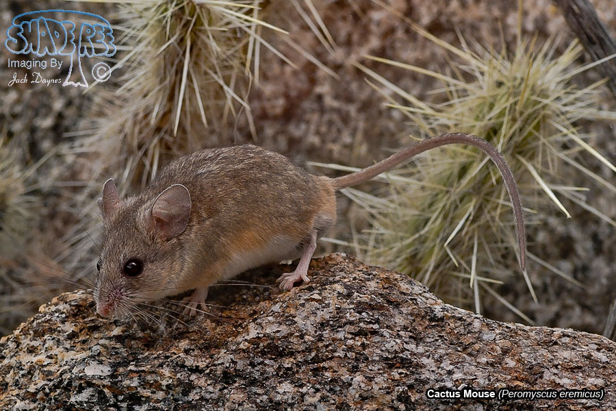 Cactus Mouse - Peromyscus eremicus