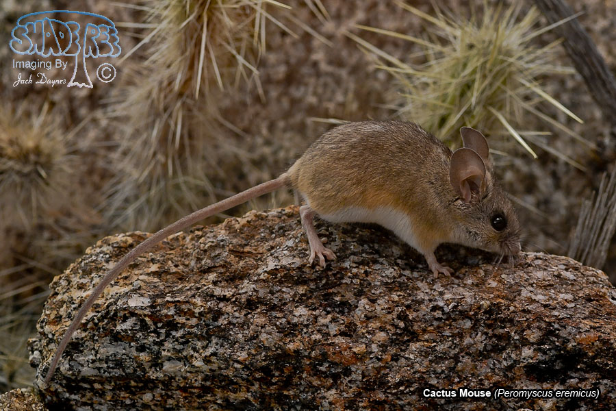 Cactus Mouse - Peromyscus eremicus