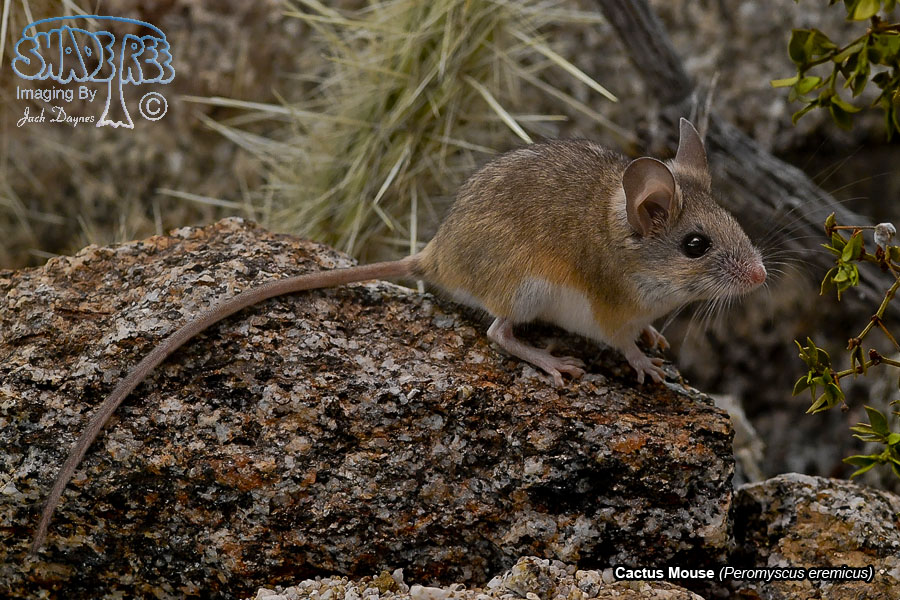 Cactus Mouse - Peromyscus eremicus