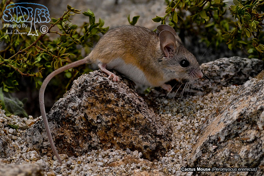 Cactus Mouse - Peromyscus eremicus