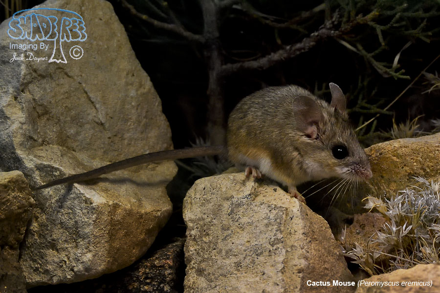 Cactus Mouse - Peromyscus eremicus