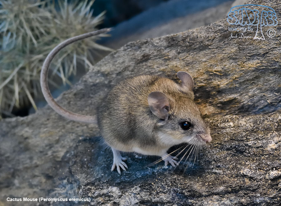 Cactus Mouse - Peromyscus eremicus
