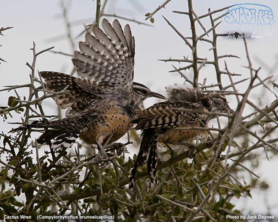Cactus Wren - Campylorhynchus brunneicapillus