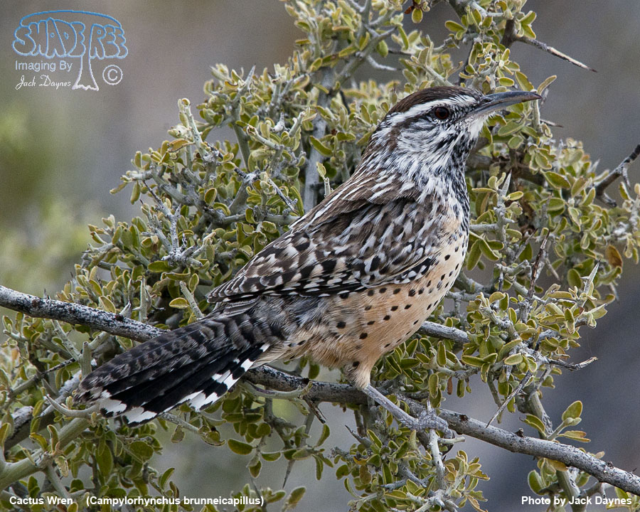 Cactus Wren - Campylorhynchus brunneicapillus