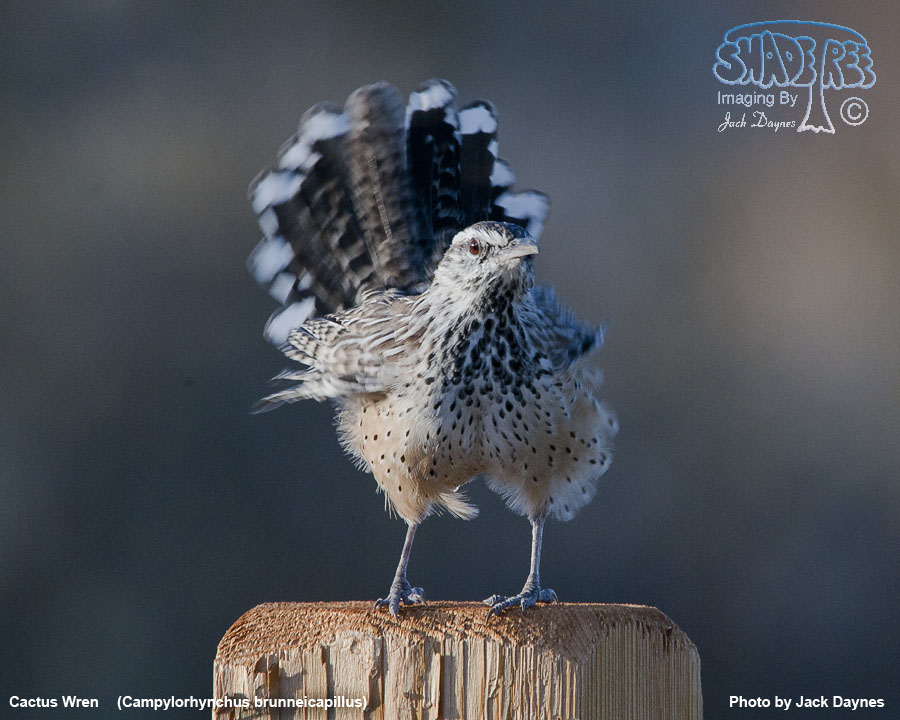 Cactus Wren - Campylorhynchus brunneicapillus