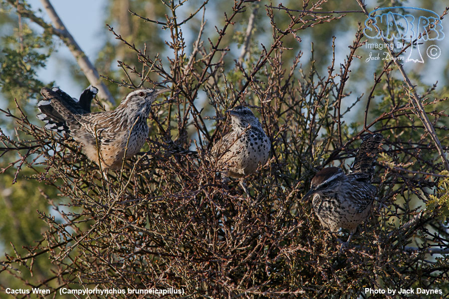 Cactus Wren - Campylorhynchus brunneicapillus