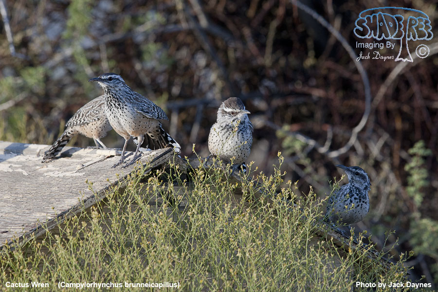 Cactus Wren - Campylorhynchus brunneicapillus