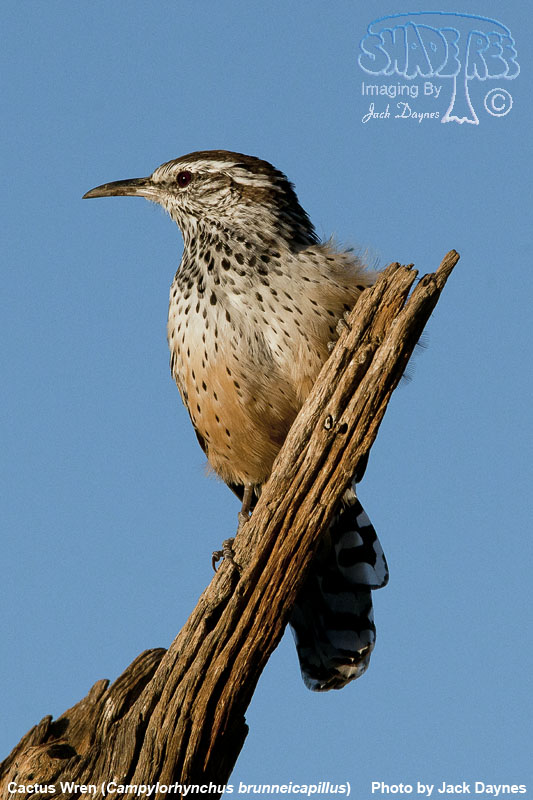 Cactus Wren - Campylorhynchus brunneicapillus