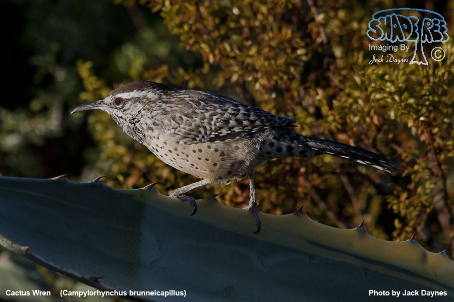 Cactus Wren - Campylorhynchus brunneicapillus