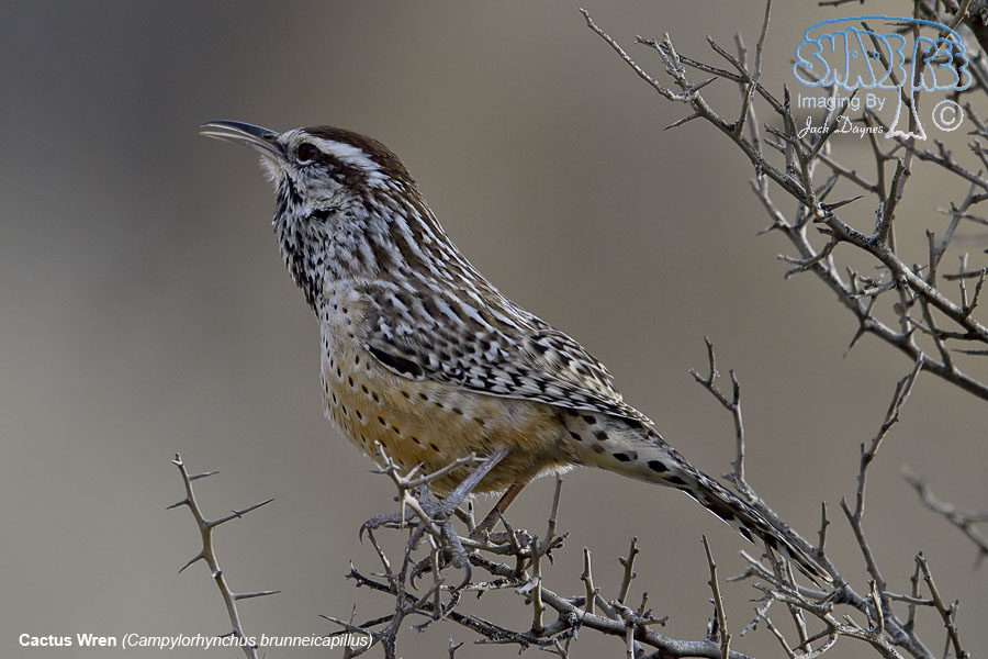 Cactus Wren - Campylorhynchus brunneicapillus