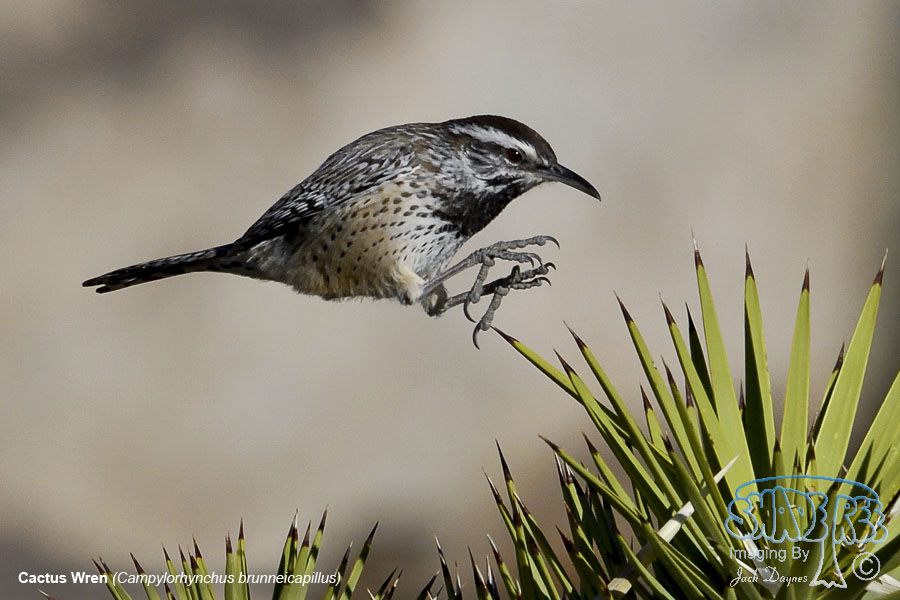 Cactus Wren - Campylorhynchus brunneicapillus