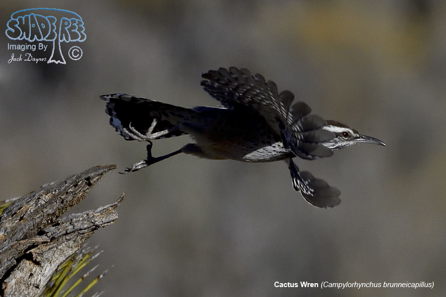 Cactus Wren - Campylorhynchus brunneicapillus