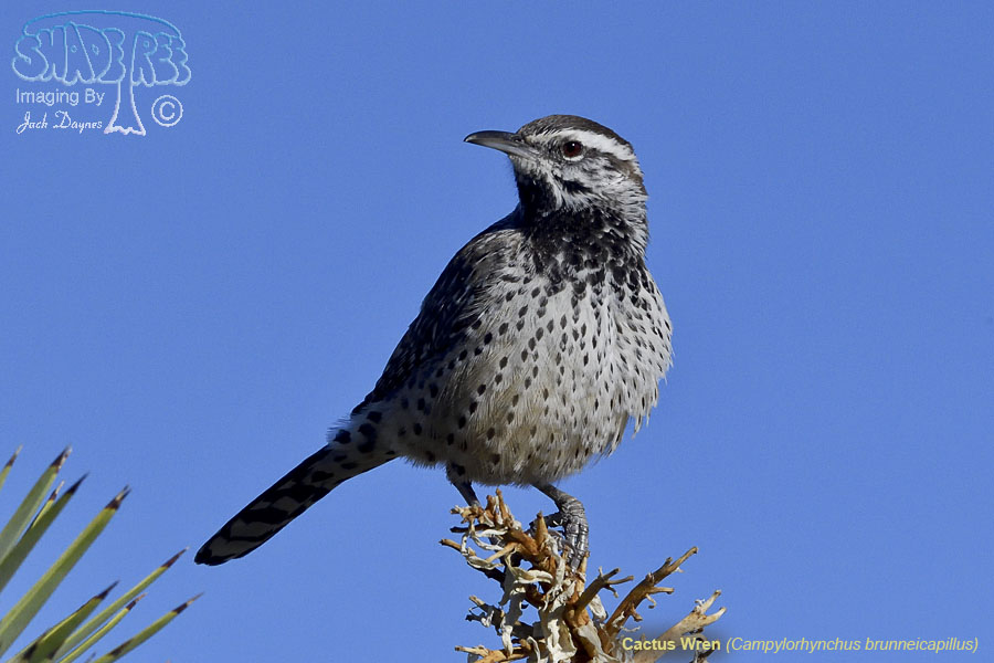 Cactus Wren - Campylorhynchus brunneicapillus