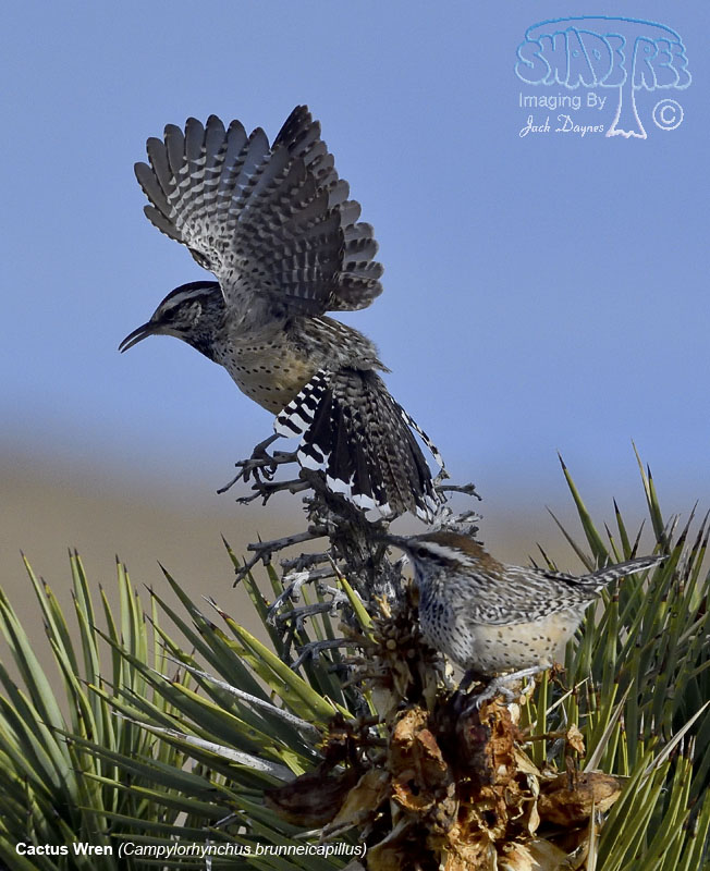 Cactus Wren - Campylorhynchus brunneicapillus