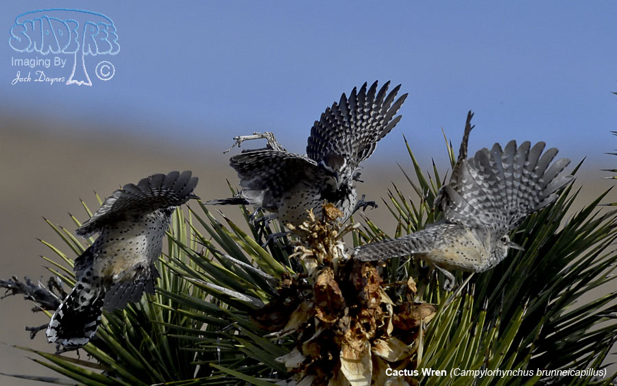 Cactus Wren - Campylorhynchus brunneicapillus