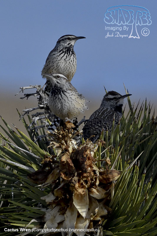 Cactus Wren - Campylorhynchus brunneicapillus
