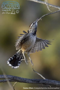 Memories of Mohave Desert Camping – Cima
