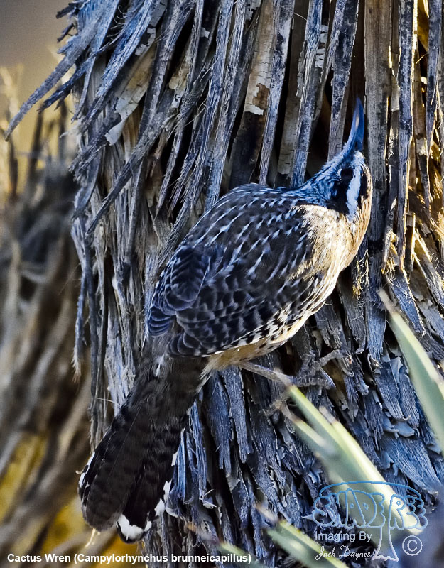 Cactus Wren - Campylorhynchus brunneicapillus