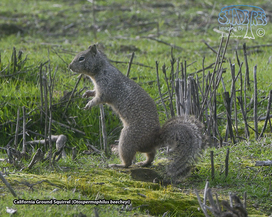 California Ground Squirrel - Otospermophilus beecheyi