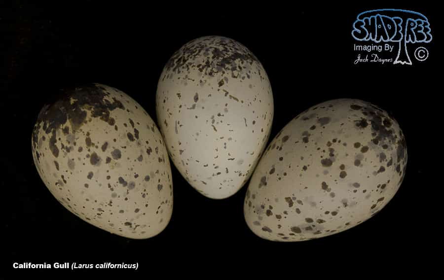 California Gull - Larus californicus