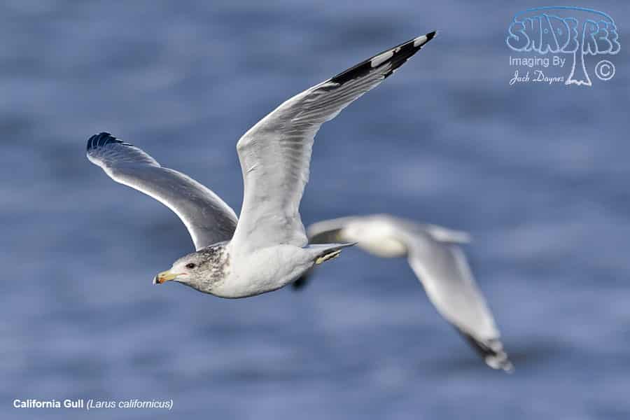 California Gull - Larus californicus