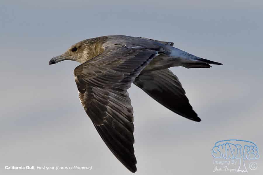 California Gull - Larus californicus