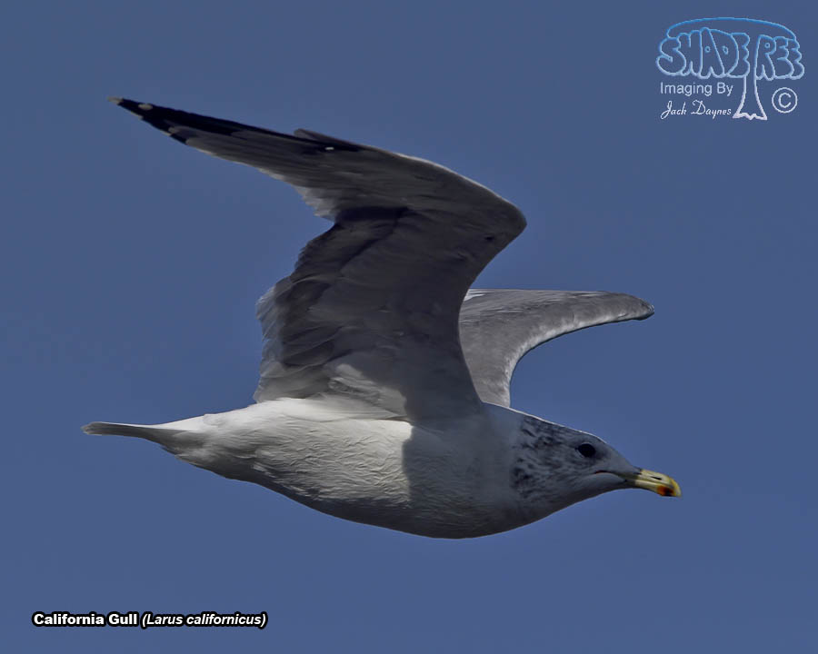 California Gull - Larus californicus