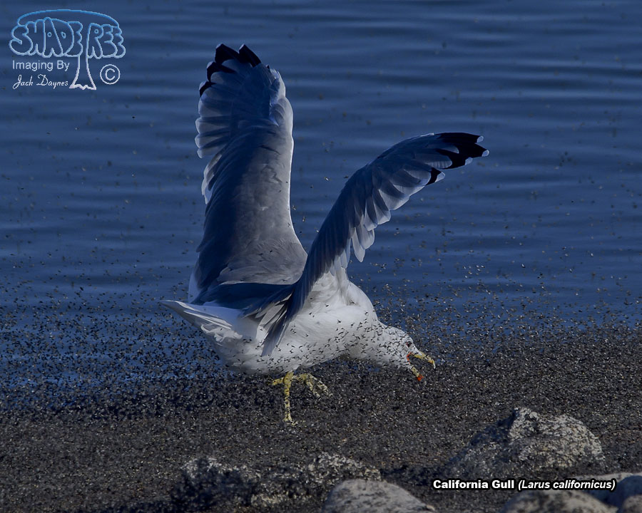 California Gull - Larus californicus