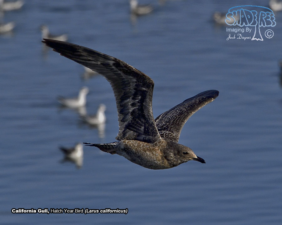 California Gull - Larus californicus