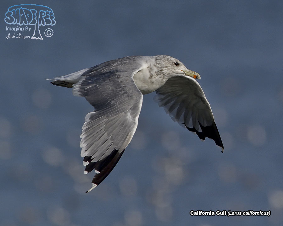 California Gull - Larus californicus