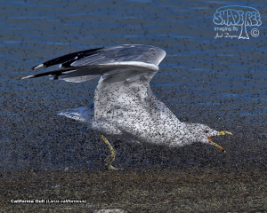 2017-08-17&18 Antelope Island Gulls