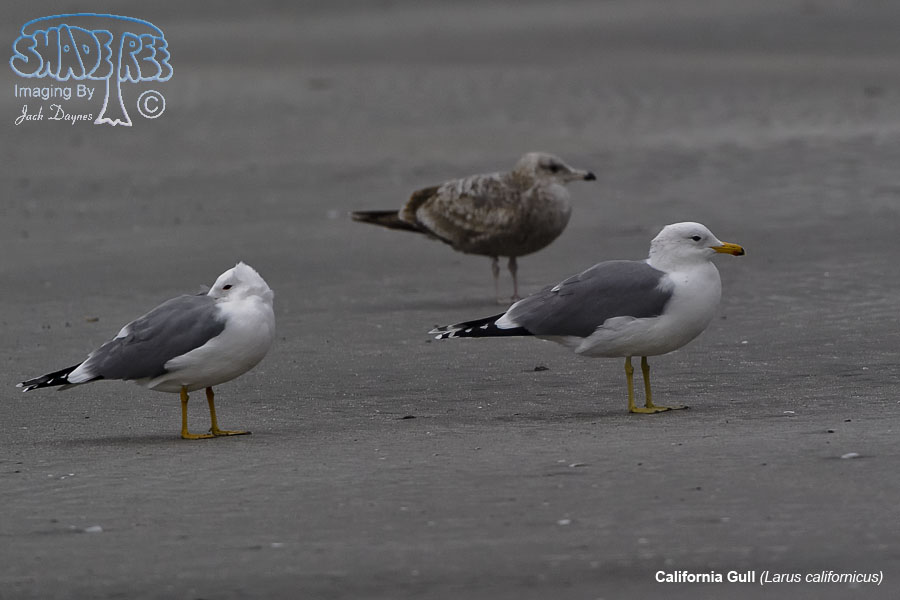 California Gull - Larus californicus