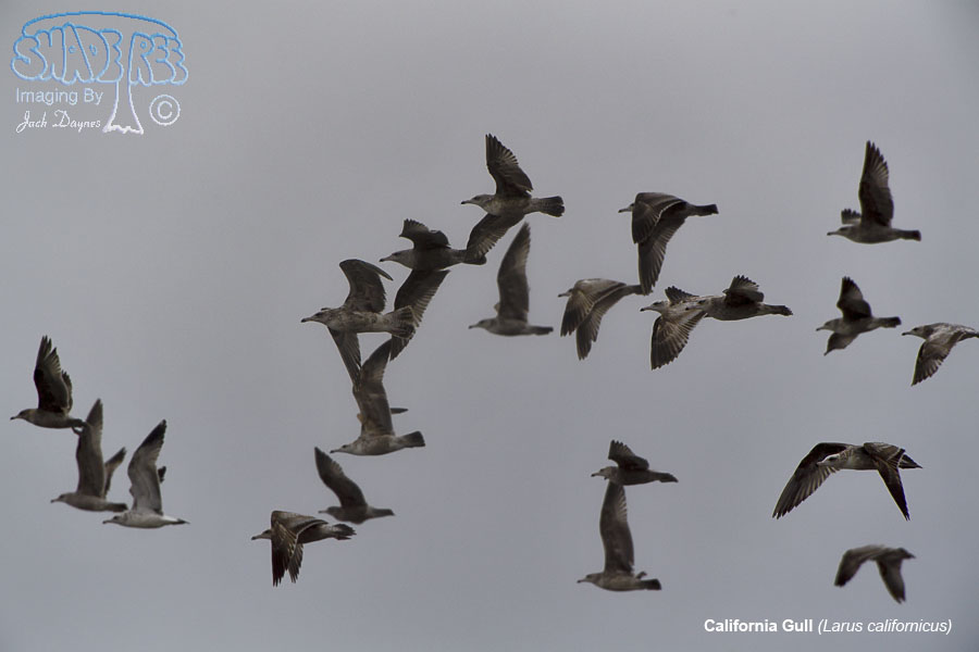 California Gull - Larus californicus