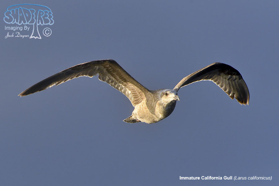 California Gull - Larus californicus