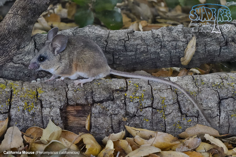 California Mouse - Peromyscus californicus