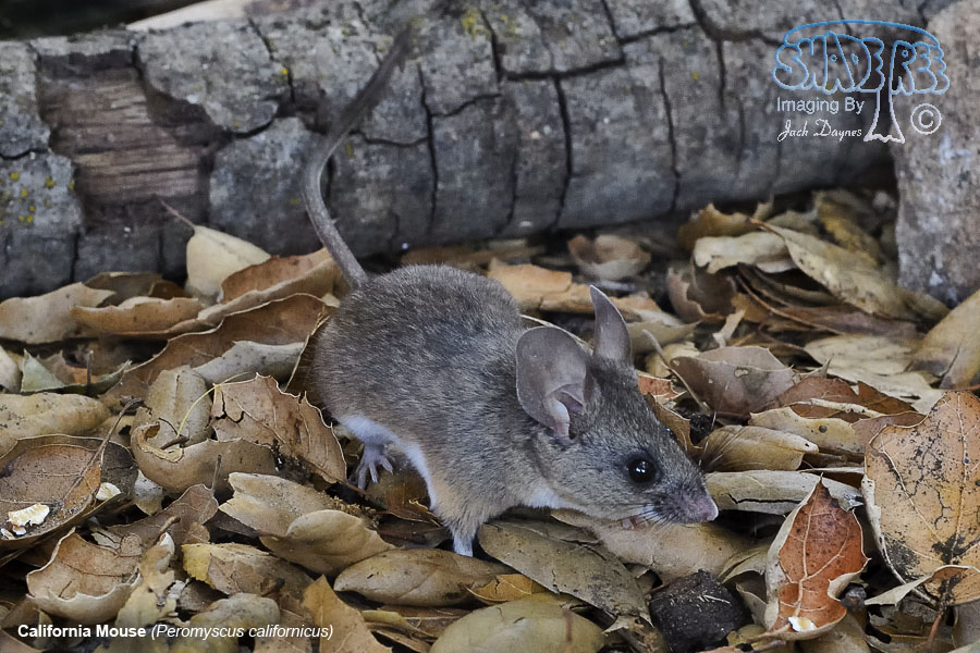 California Mouse - Peromyscus californicus
