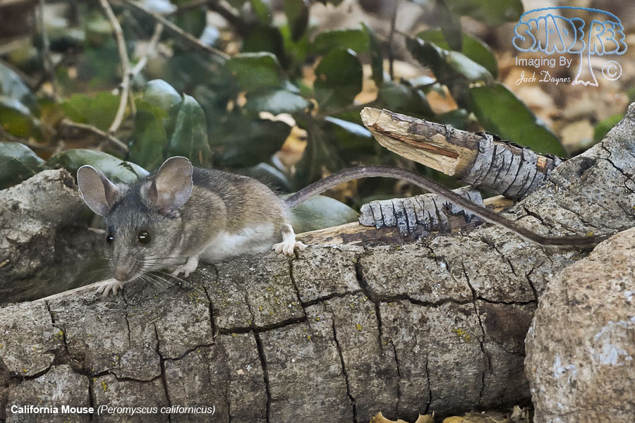 California Mouse - Peromyscus californicus