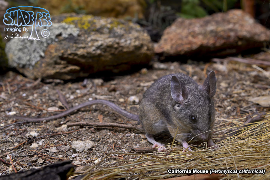 California Mouse - Peromyscus californicus