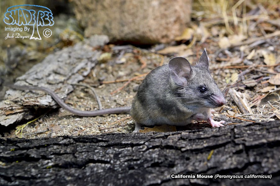 CaliforniaMouse - Peromyscus californicus