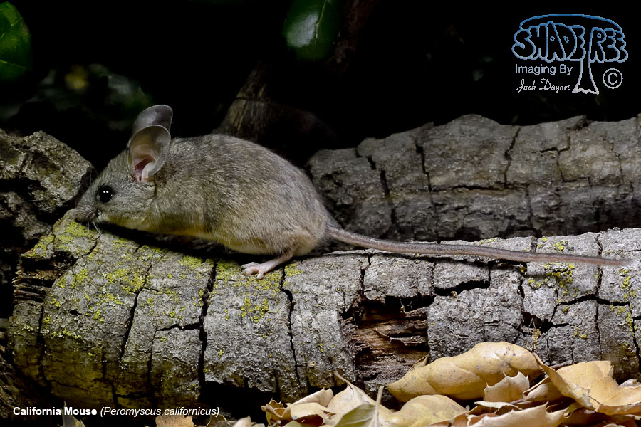 California Mouse - Peromyscus californicus