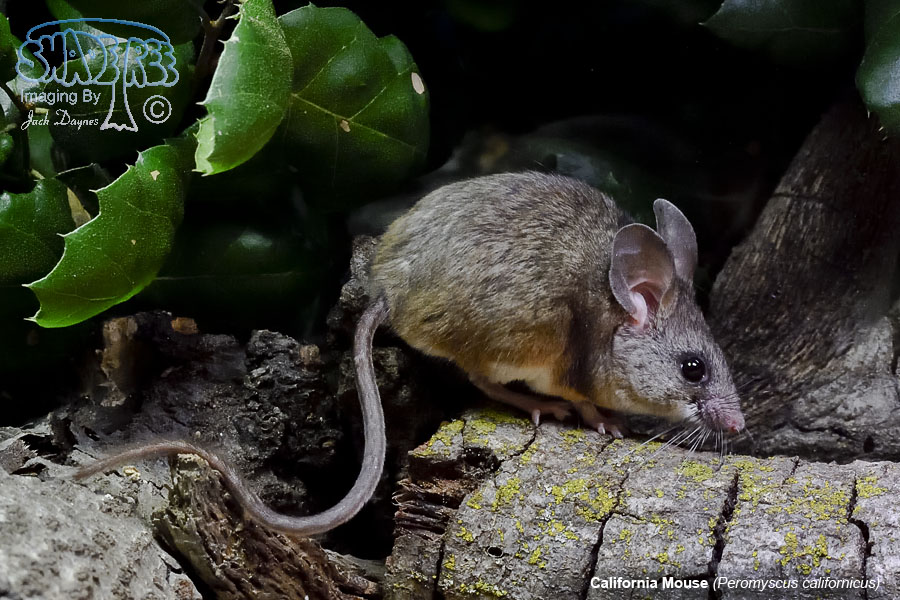 California Mouse - Peromyscus californicus