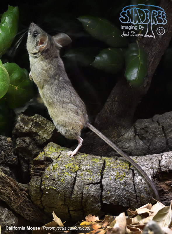 California Mouse - Peromyscus californicus
