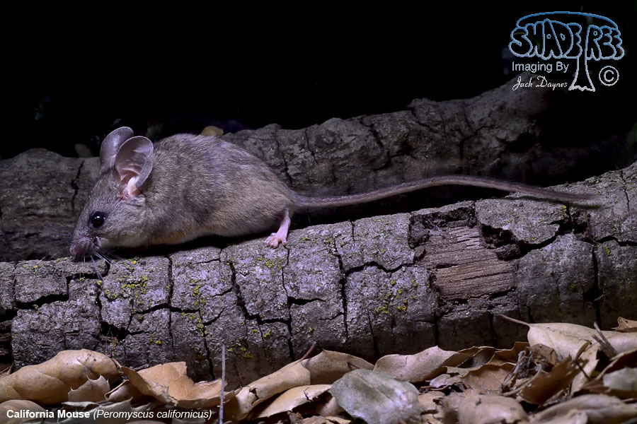 California Mouse - Peromyscus californicus