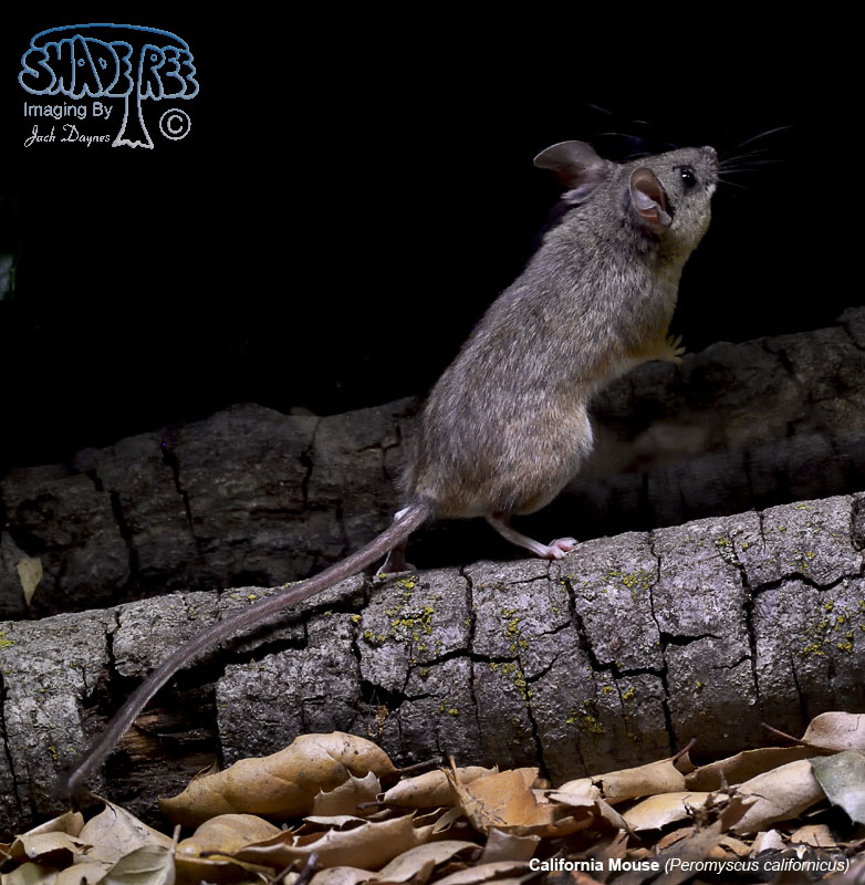 California Mouse - Peromyscus californicus