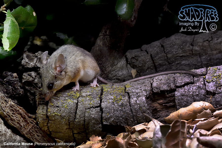 California Mouse - Peromyscus californicus
