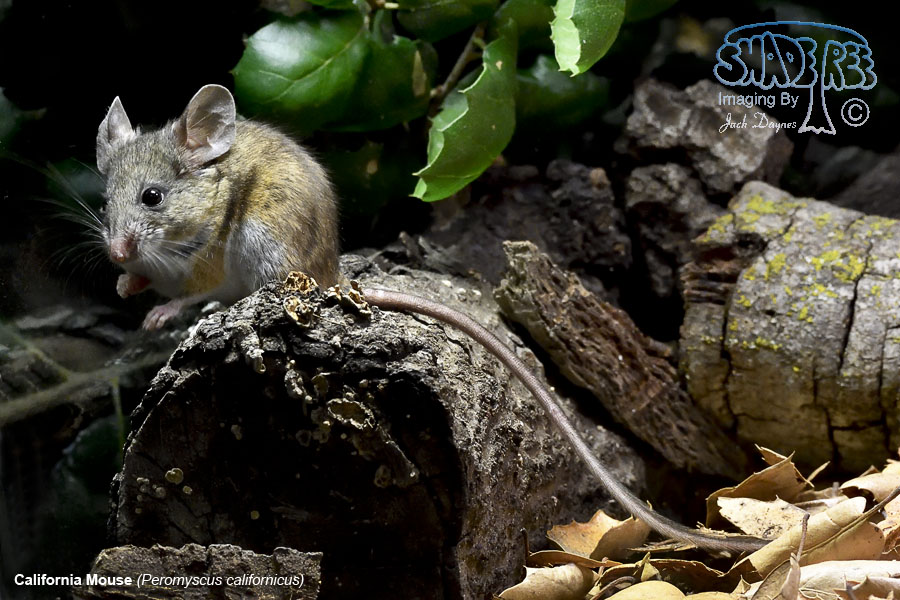 California Mouse - Peromyscus californicus